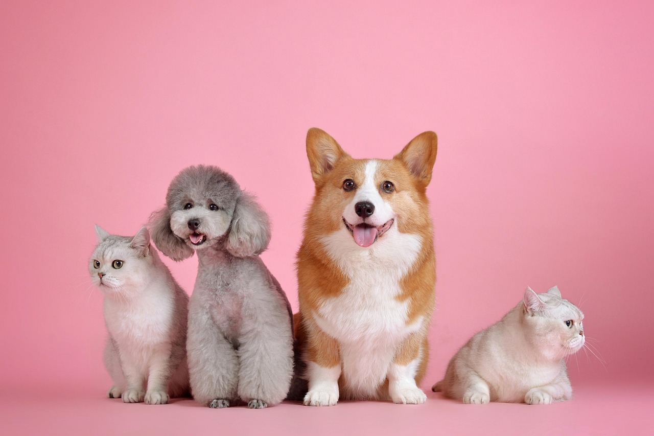 pets, cat, pet, dog, animals, animal, mammals, canine, feline, nature, friends